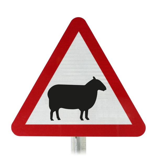 Sheep to be given right of way across Yorkshire under new highways plan